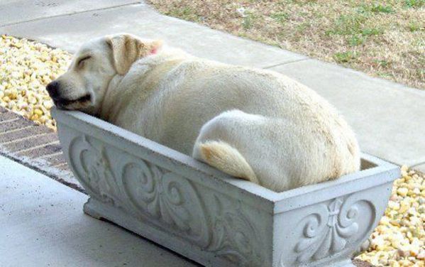 good_dog_bed