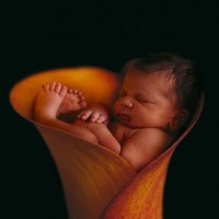 anne geddes