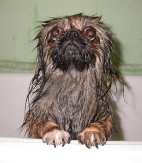 wet-dog